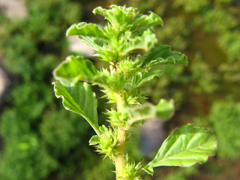 Amaranthus dinteri