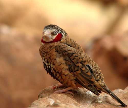Cut-throat Finch