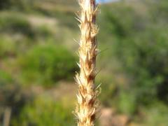 Anthephora pubescens