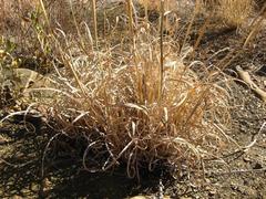 Anthephora pubescens