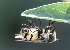 Copestylum fornax