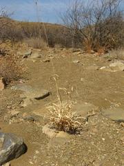 Anthephora pubescens