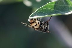 Copestylum fornax