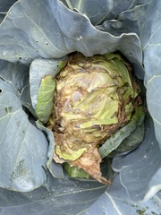 Pectobacterium carotovorum