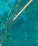 Callanthias australis