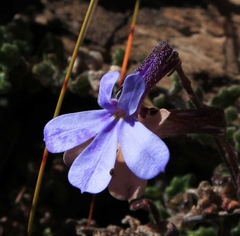 Lobelia dichroma
