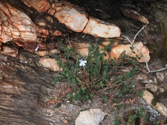 Lobelia dichroma