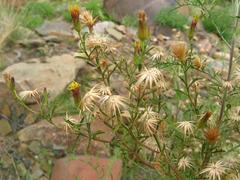 Antiphiona pinnatisecta