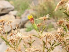 Antiphiona pinnatisecta