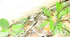 Lycodonomorphus inornatus