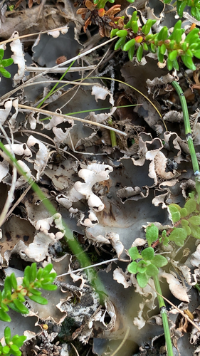 štítnatec červenkastý (Peltigera rufescens)