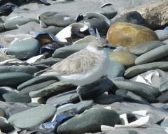Charadrius marginatus marginatus