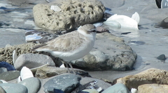 Charadrius marginatus marginatus