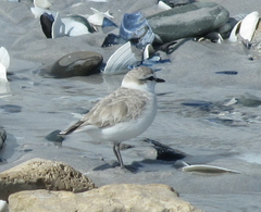 Charadrius marginatus marginatus