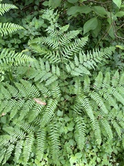 Pteridium caudatum
