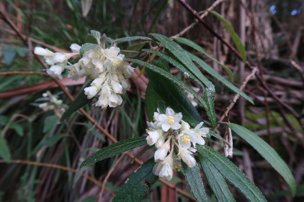 Asterotrichion discolor; photograph Cowirrie, CC0, iNaturalist via GBIF