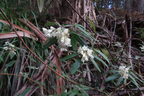 Asterotrichion discolor, photograph 1