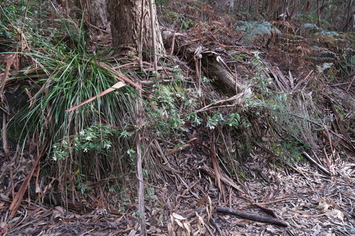 Asterotrichion discolor, photograph 2