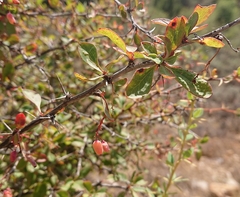 Berberis vulgaris seroi