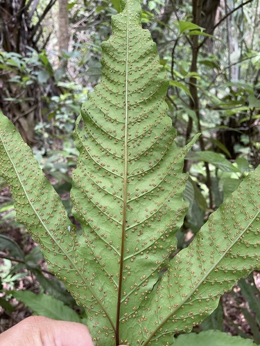 Incised halberd fern (Tectaria incisa)