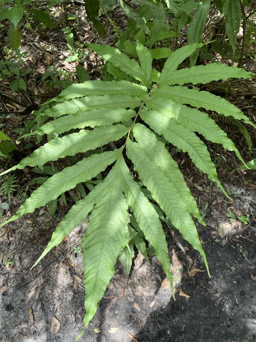 Tectaria incisa image