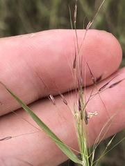 Muhlenbergia porteri