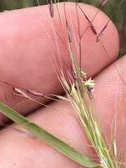 Muhlenbergia porteri