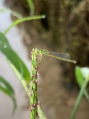 Ischnura asiatica