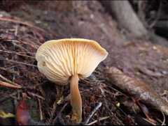 Flammulina velutipes