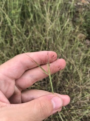 Muhlenbergia porteri