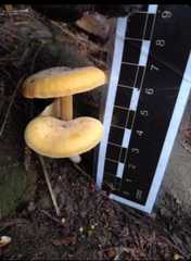 Flammulina velutipes