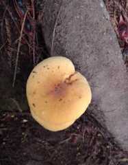 Flammulina velutipes