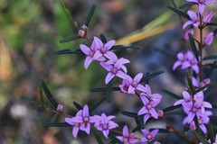 Boronia hapalophylla