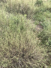 Muhlenbergia porteri