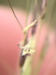 Muhlenbergia porteri