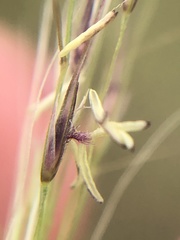 Muhlenbergia porteri
