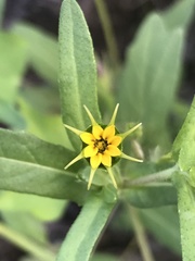 Melampodium longicorne