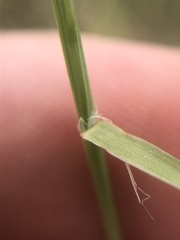Muhlenbergia porteri