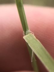 Muhlenbergia porteri