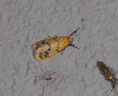 Symmetrodes sciocosma