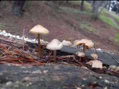 Fungi