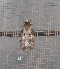 Agrotis interjectionis