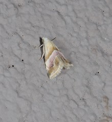 Eublemma roseana