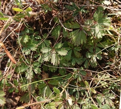 Potentilla caulescens