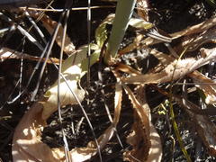 Lichtensteinia trifida