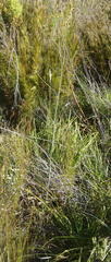 Lichtensteinia trifida