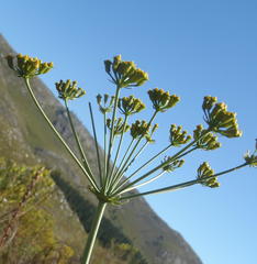 Lichtensteinia trifida