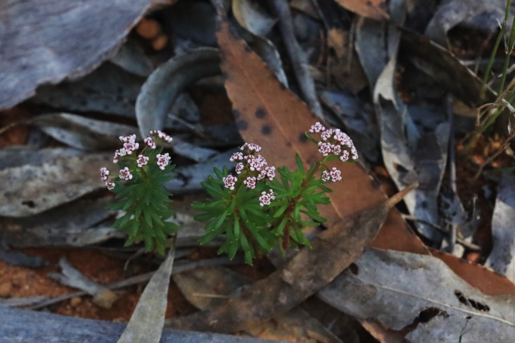 Poranthera obovata