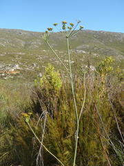 Lichtensteinia trifida