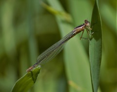 Ischnura denticollis